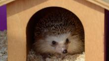 Hedgehog in Wooden House