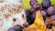List of Harmful Foods for Hedgehogs: Grapes, Raisins, Ivermectins, Tea Tree Oil, Nuts, Seeds, Dairies and Junk Foods